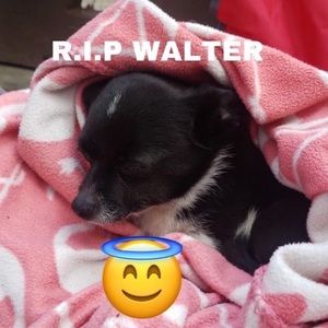 Meet your Posher, Logan